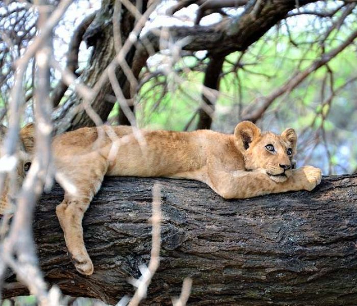 Lake Manyara Tanzania Adventure