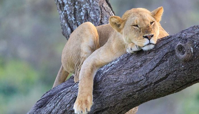 Lake manyara tanzania