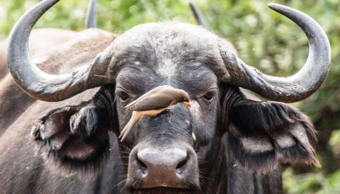 bufallo in Ngorongoro