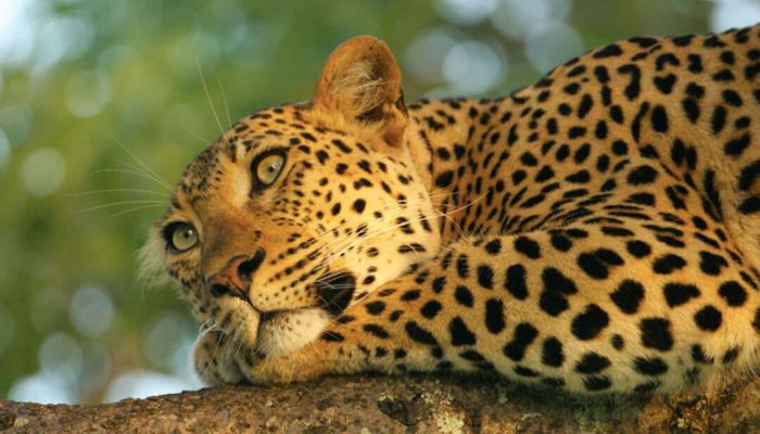 leopard big five