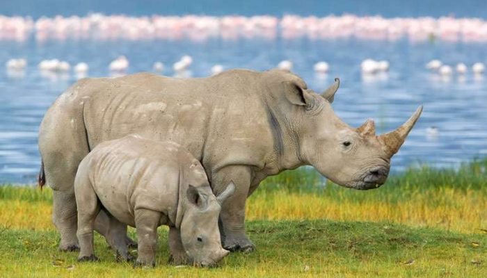ngorongoro rhino tanzania