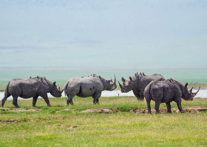rhino ngorongoro crater